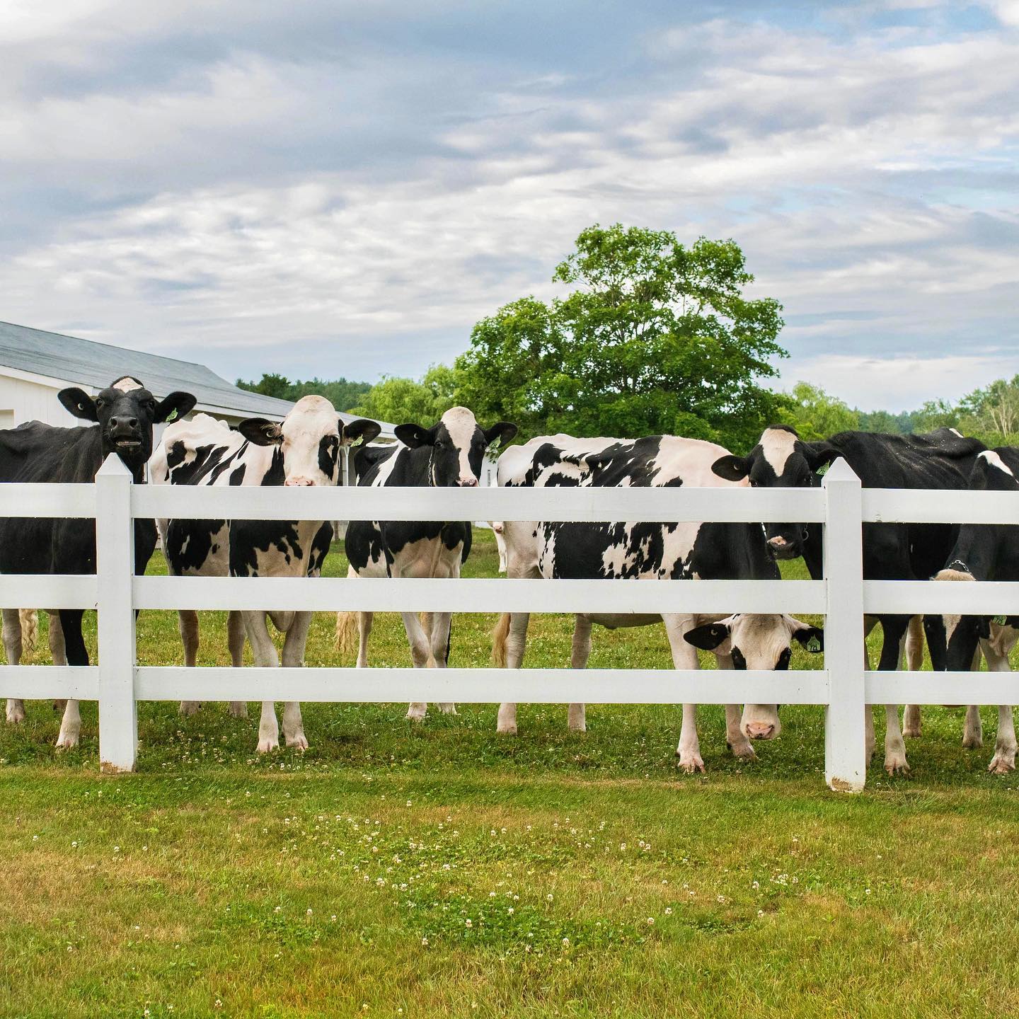 Cows, fence